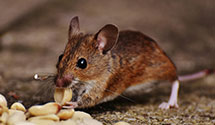 24 Hour & Emergency Exterminators in Sheboygan, WI